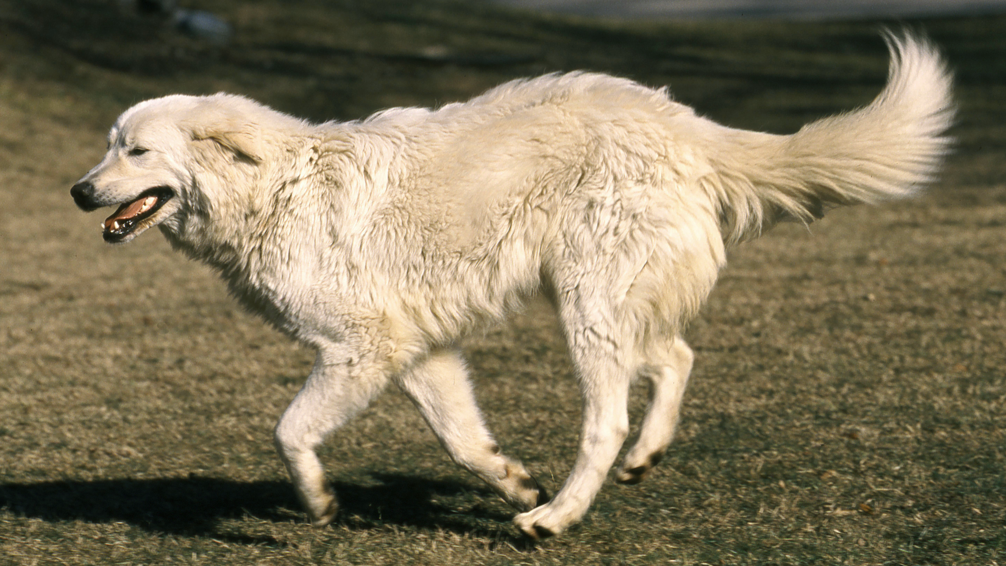 Side view of Maremmano-Abruzzese Sheepdog running across grass