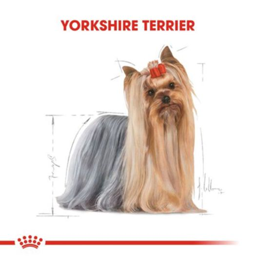 Yorkshire Terrier Adult