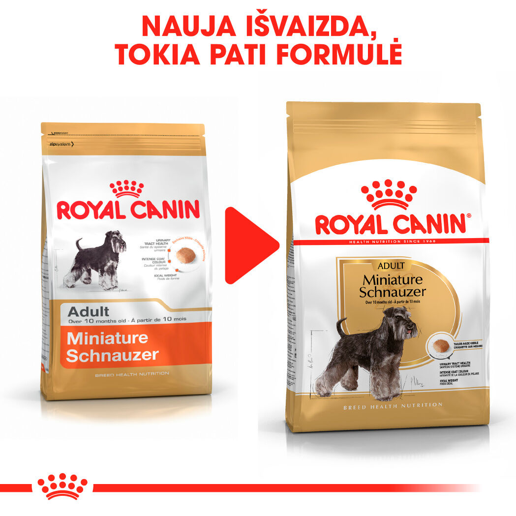 Miniature Schnauzer  Adult