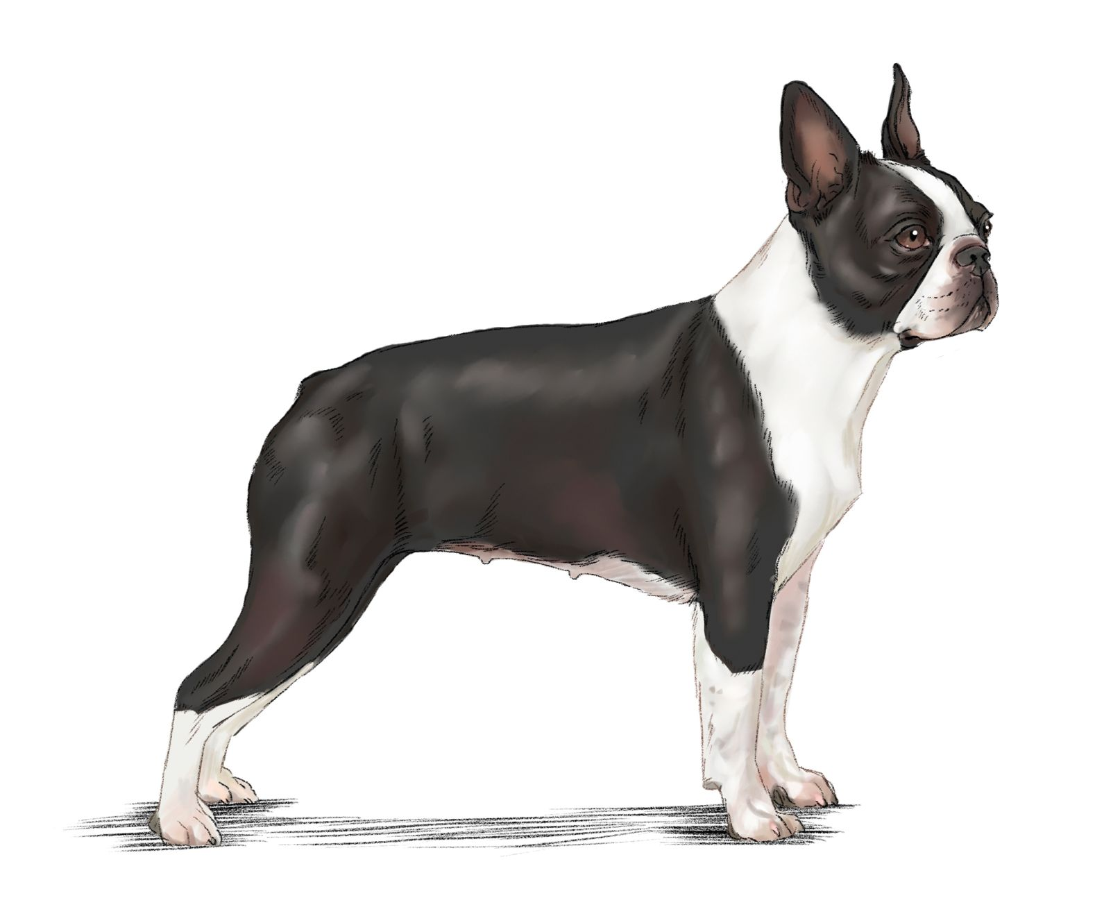 Illustration of standing Boston Terrier