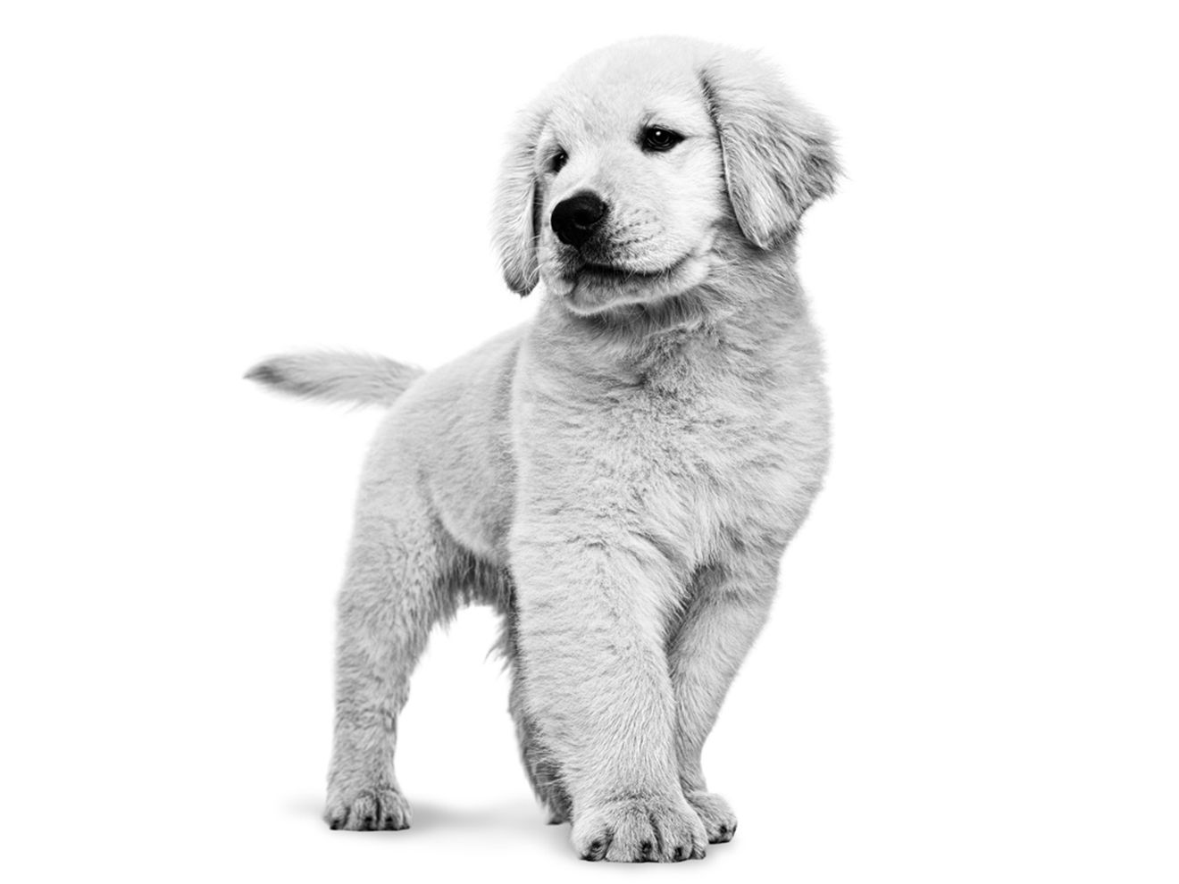 Black and white golden retriever puppy