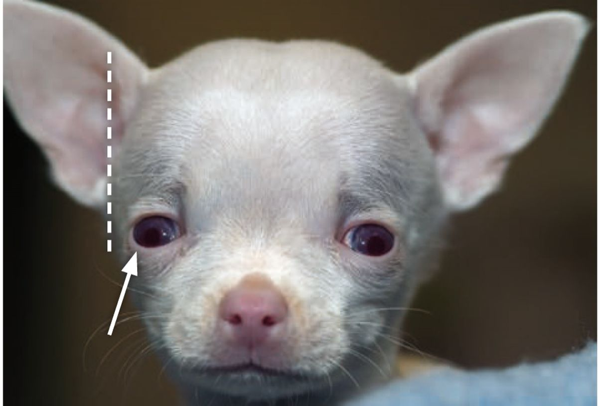 Figure 2. Chiot Chihuahua souffrant d’hydrocéphalie. On note un crâne hypertrophié et bombé et un strabisme ventrolatéral bilatéral. L’hypertrophie de la voute crânienne peut être estimée subjectivement en examinant si la partie la plus latérale de l’os pariétal (pointillés verticaux) dépasse latéralement le niveau de l’arcade zygomatique (flèche).© William B. Thomas