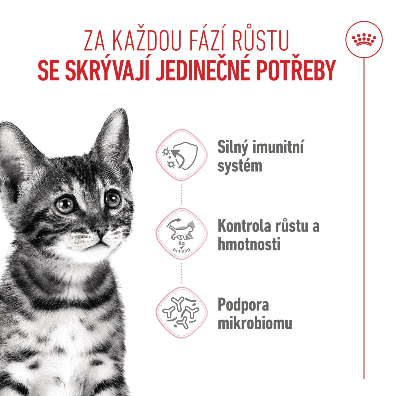 KITTEN STERILISED
