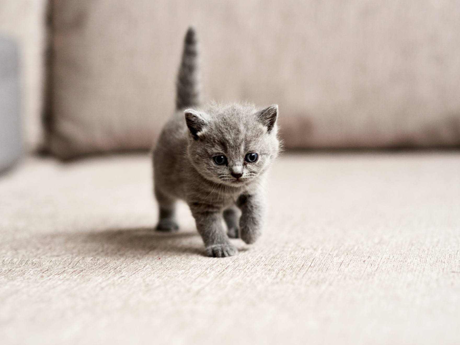 pequeño gato gris peludo que camina