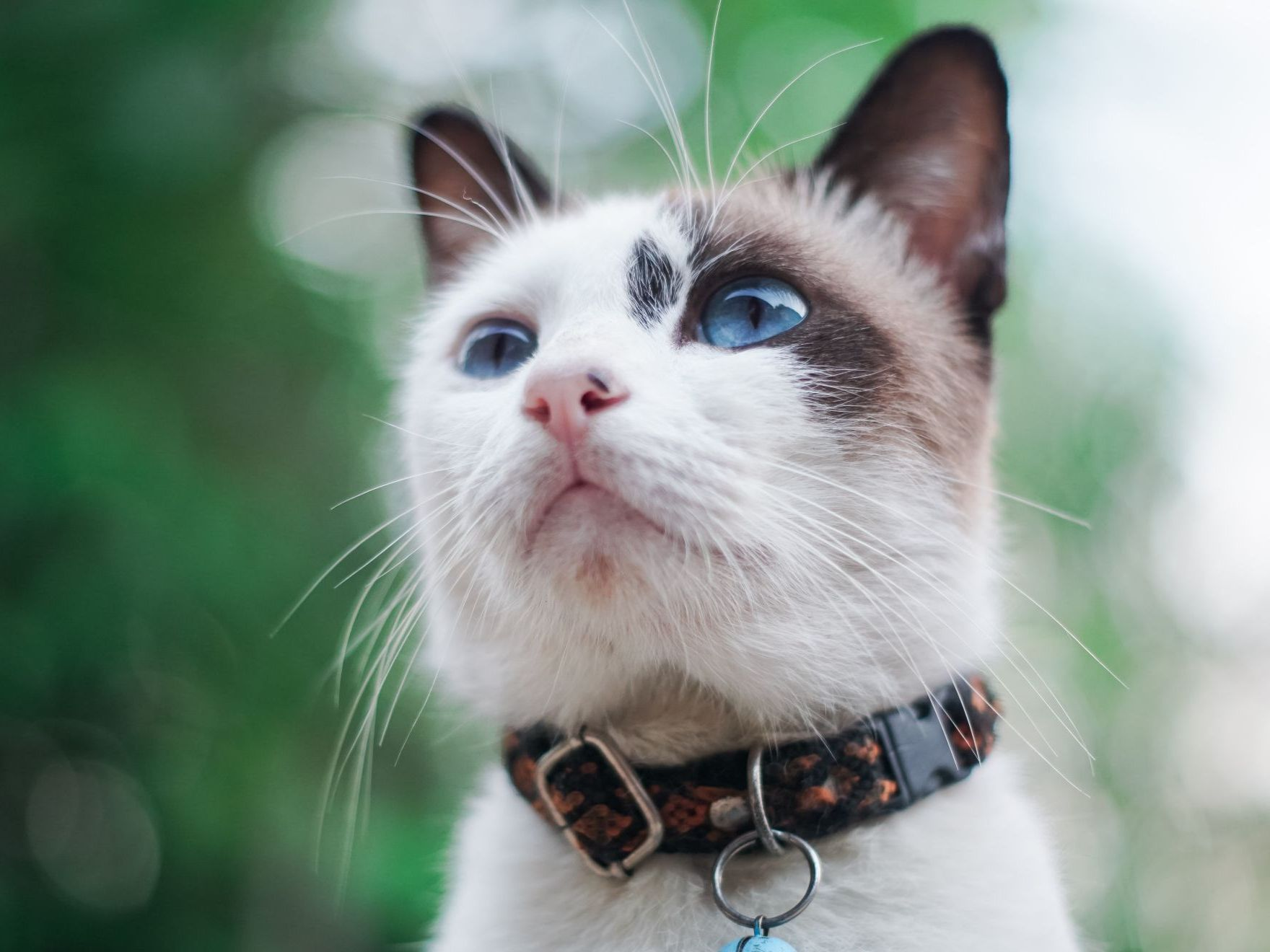 eine blauäugige Katze draußen