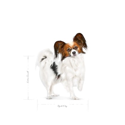 SHN24-XS_AD-PAPILLON-STANDED-EMBLEMATIC-PICTURE-B1