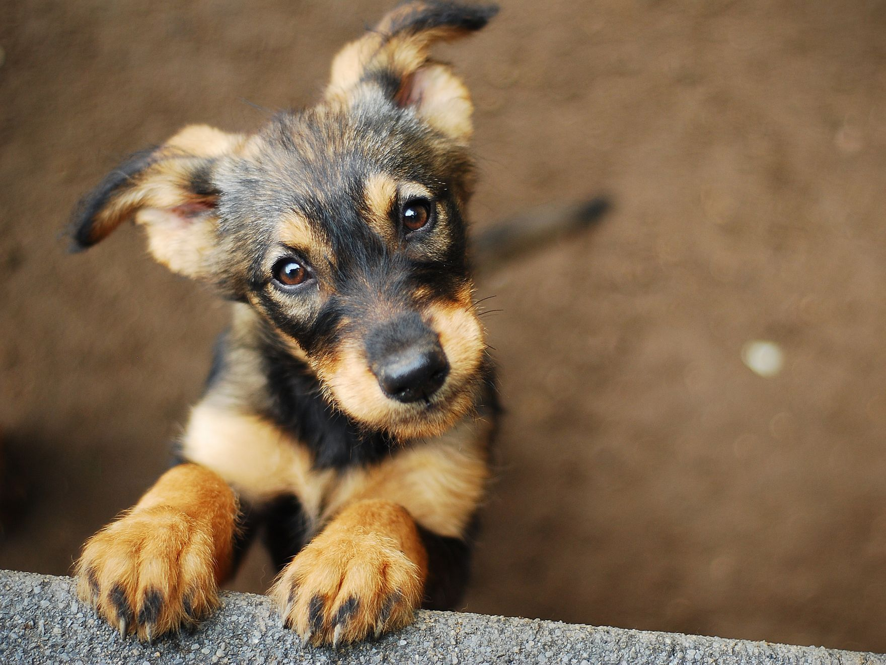 black and brown dog looking up