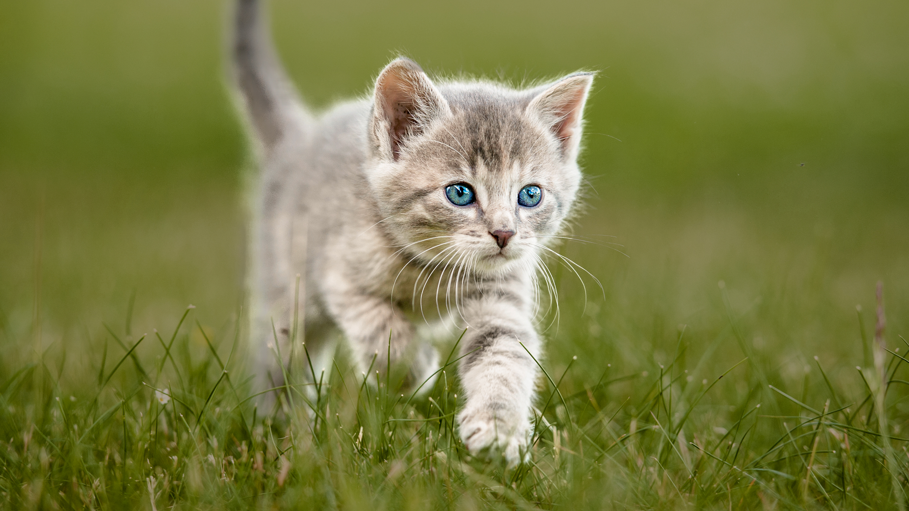 Grey kitten walking through grass