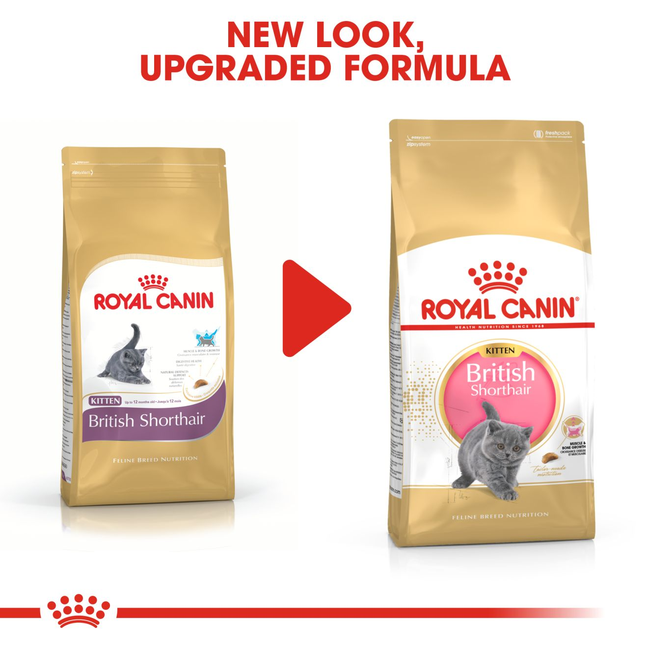 royal canin british kitten