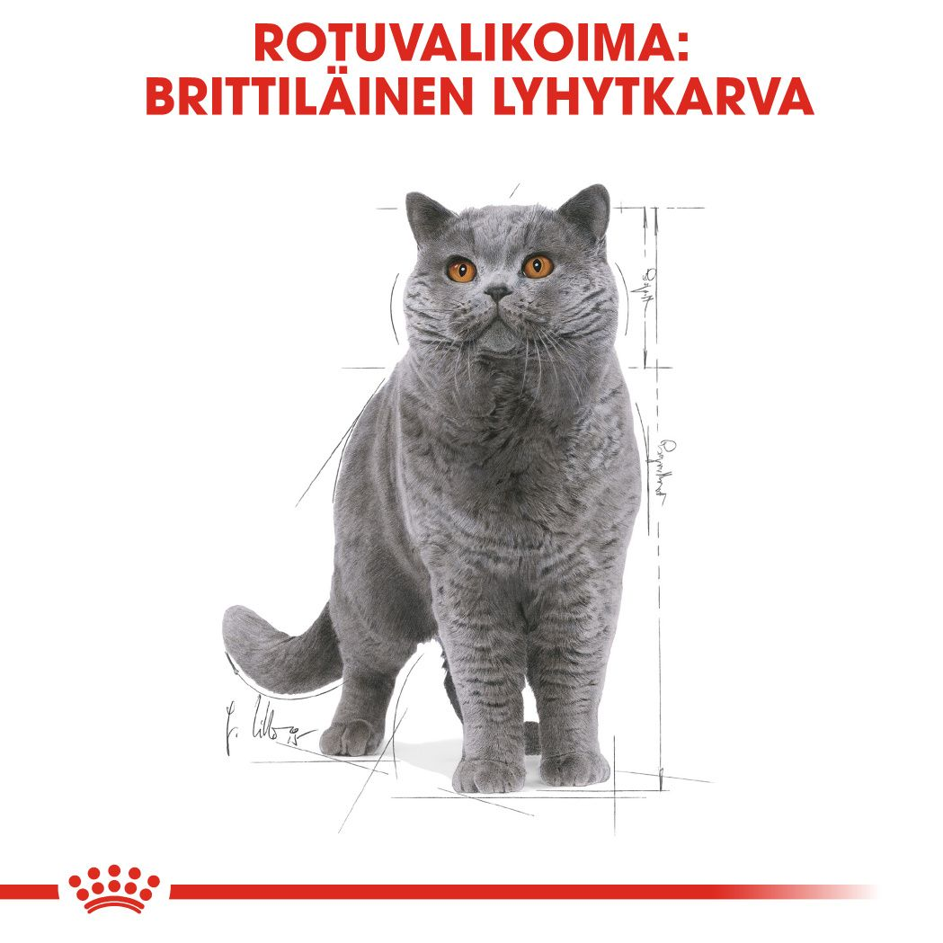 British Shorthair Adult