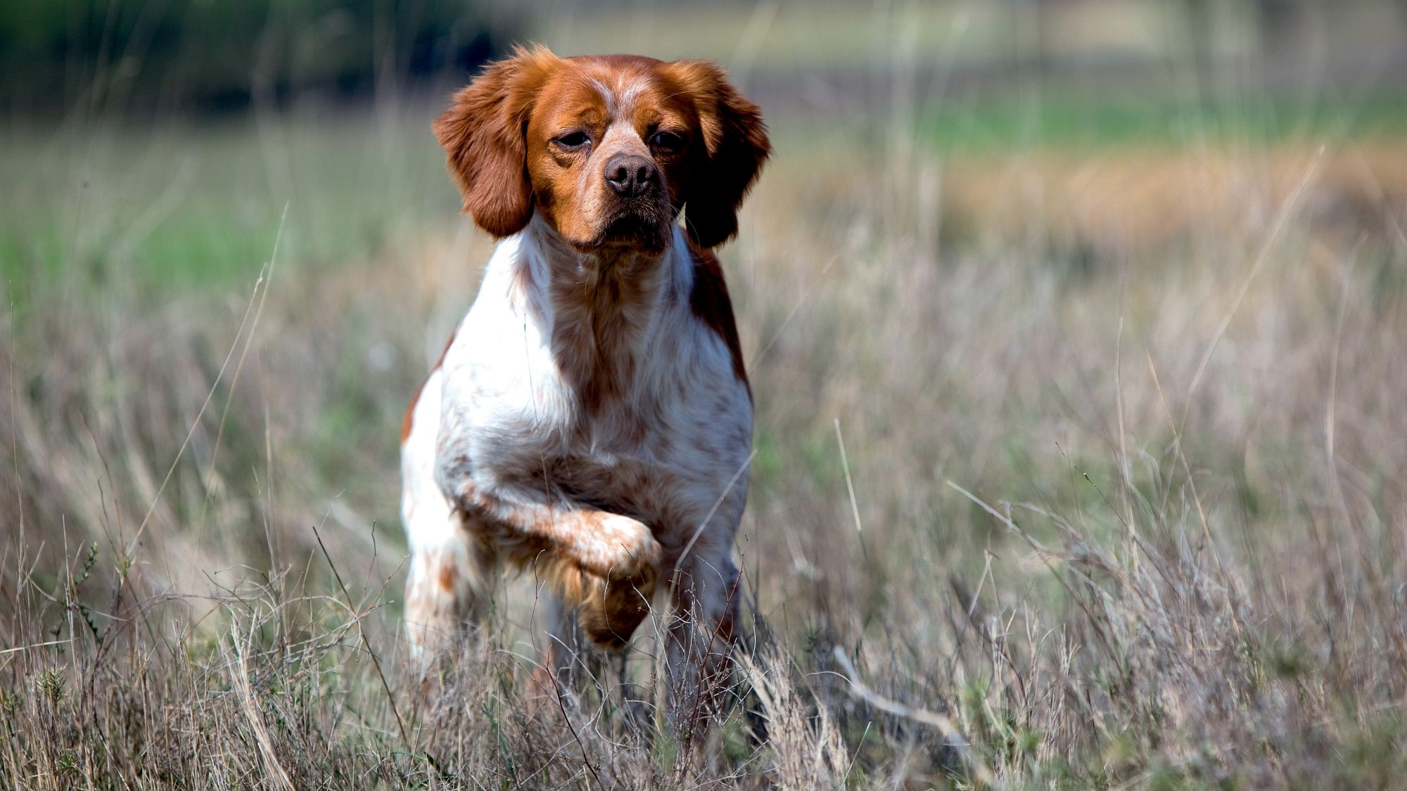 Brittany Spaniel stood in grass with paw raised