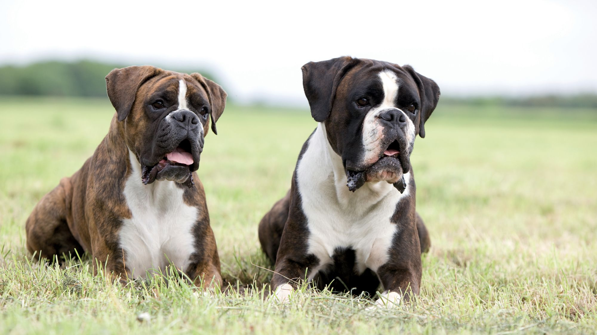 Twee Boxers die in het gras liggen