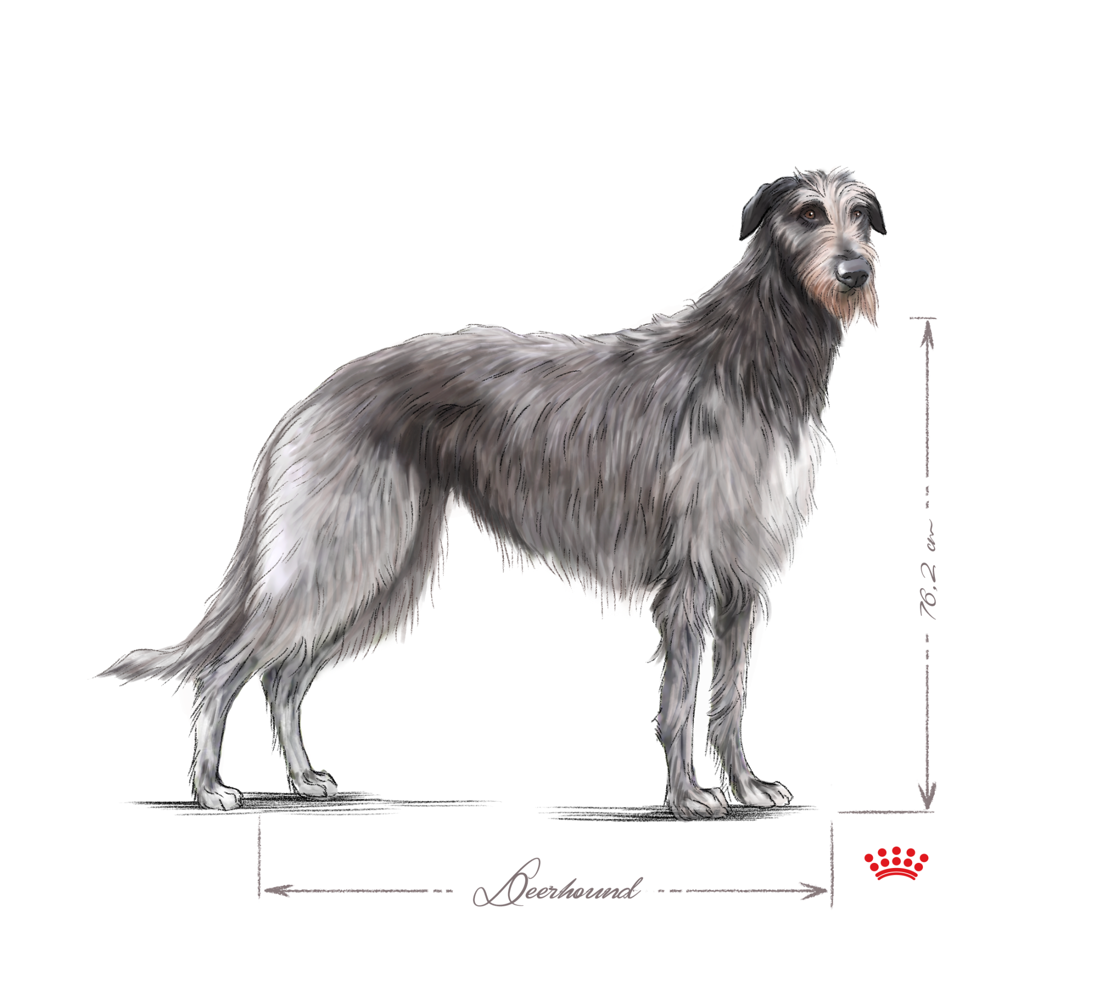 black and white deerhound adult