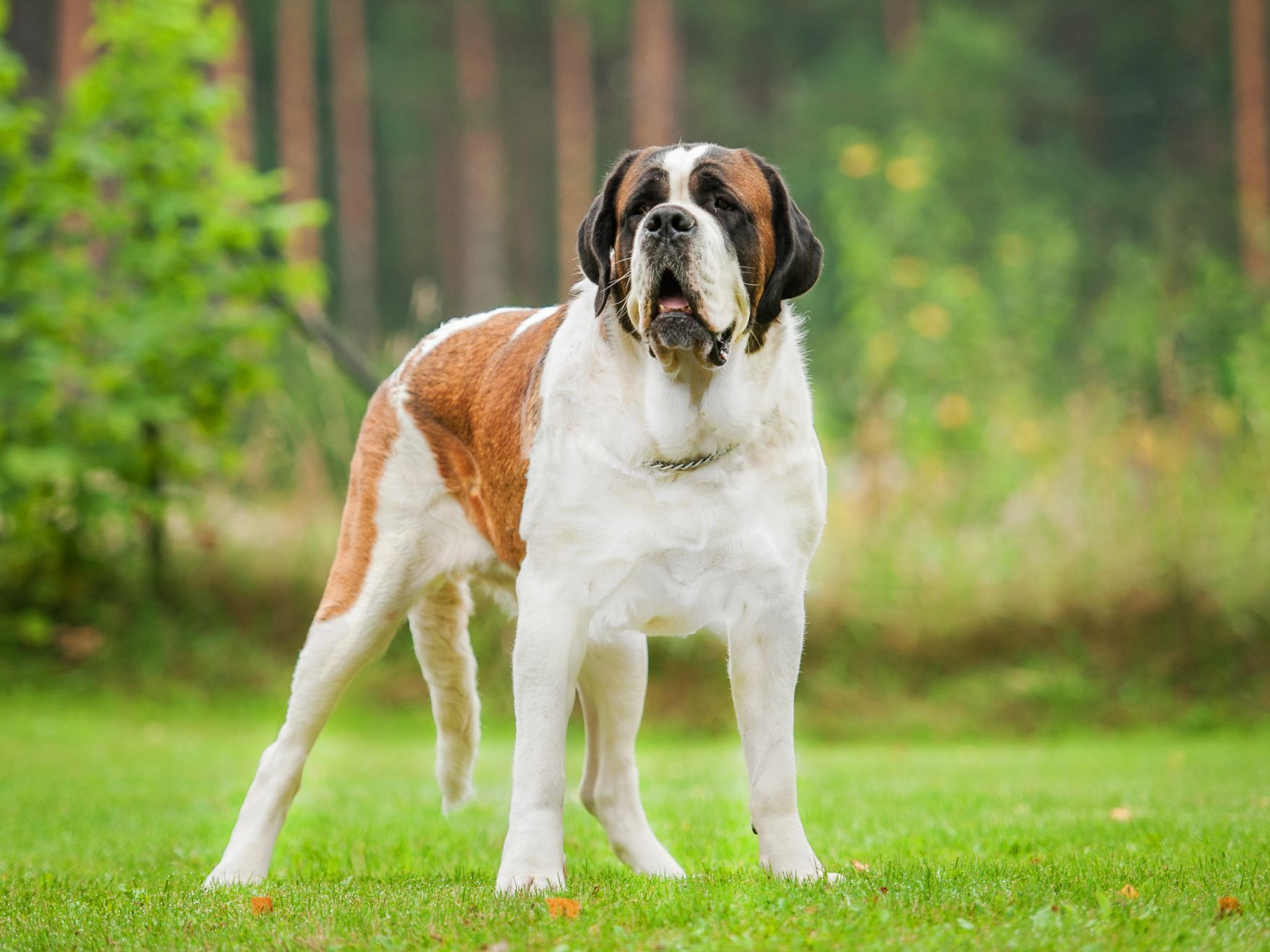 Chien saint-bernard sur la pelouse