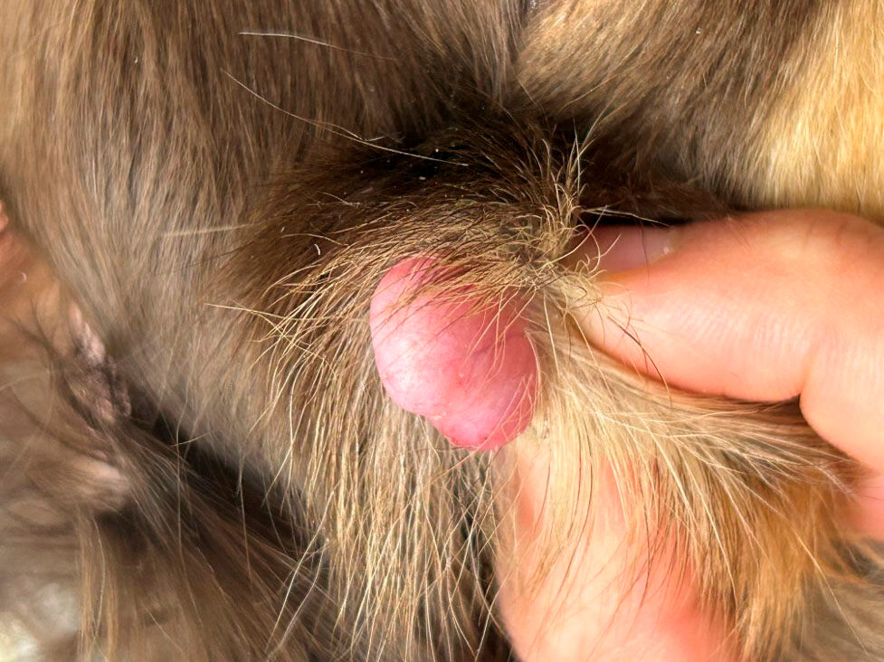 Trichoblastome sur la face d’un chien