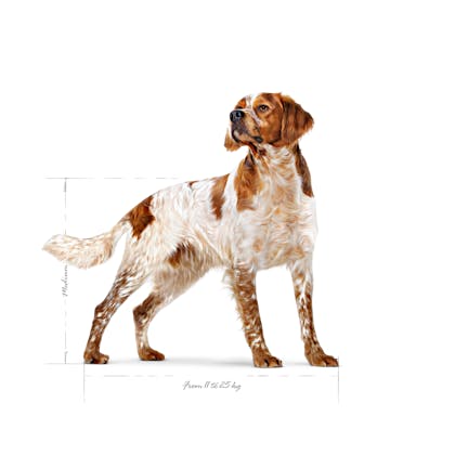 SHN24-MED_AD-SPANIEL-STANDED-EMBLEMATIC-PICTURE-B1