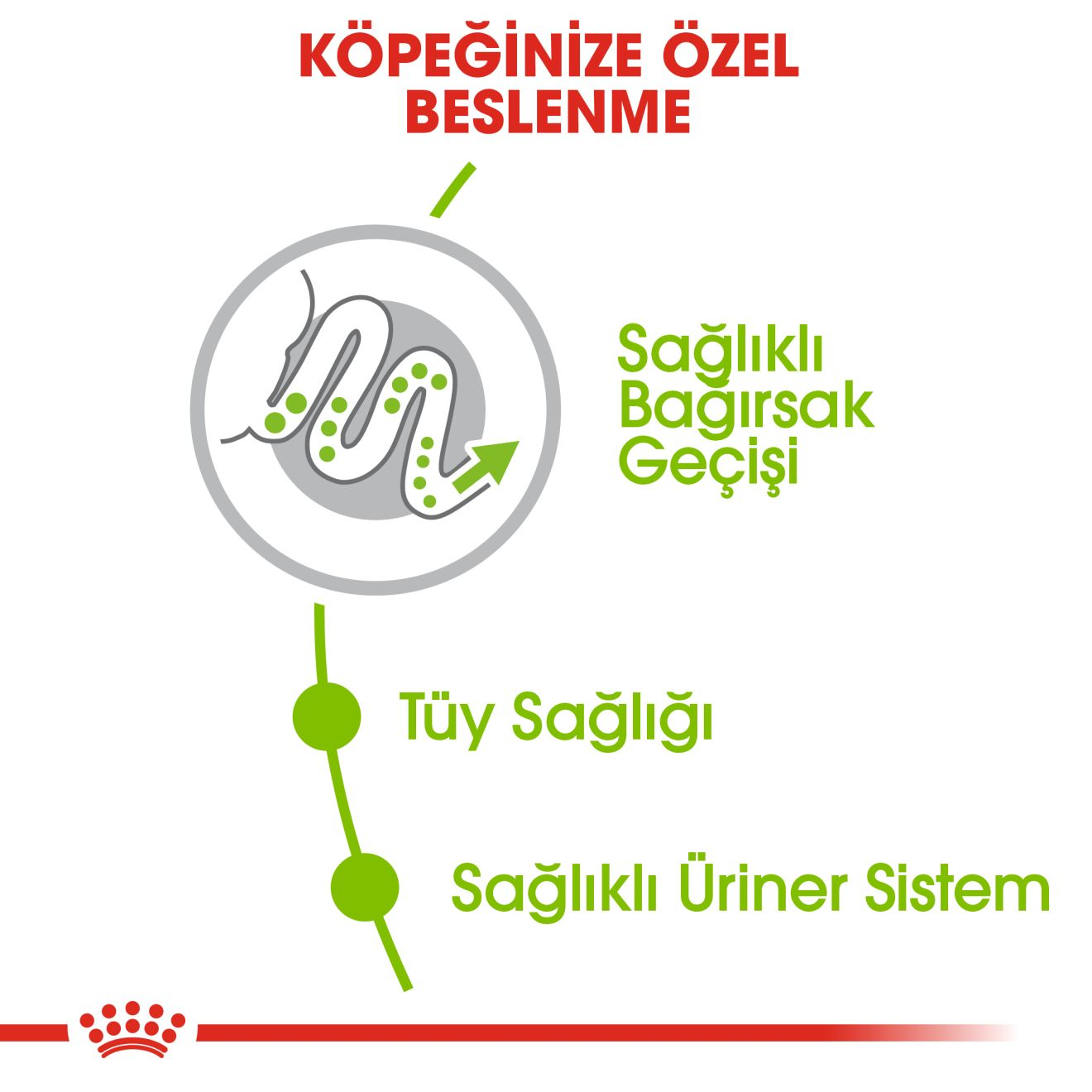 X-Small Adult Yetişkin Köpek Kuru Maması