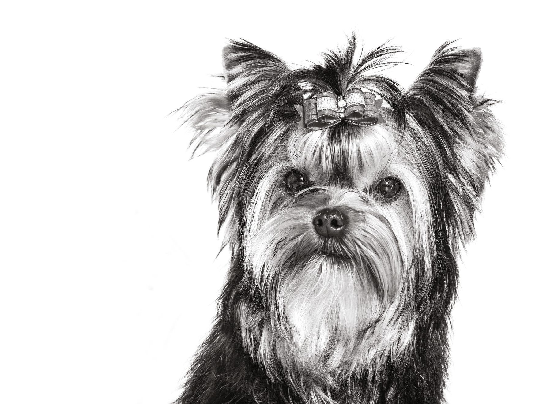 Yorkshire Terrier adulto, a preto e branco sobre um fundo branco