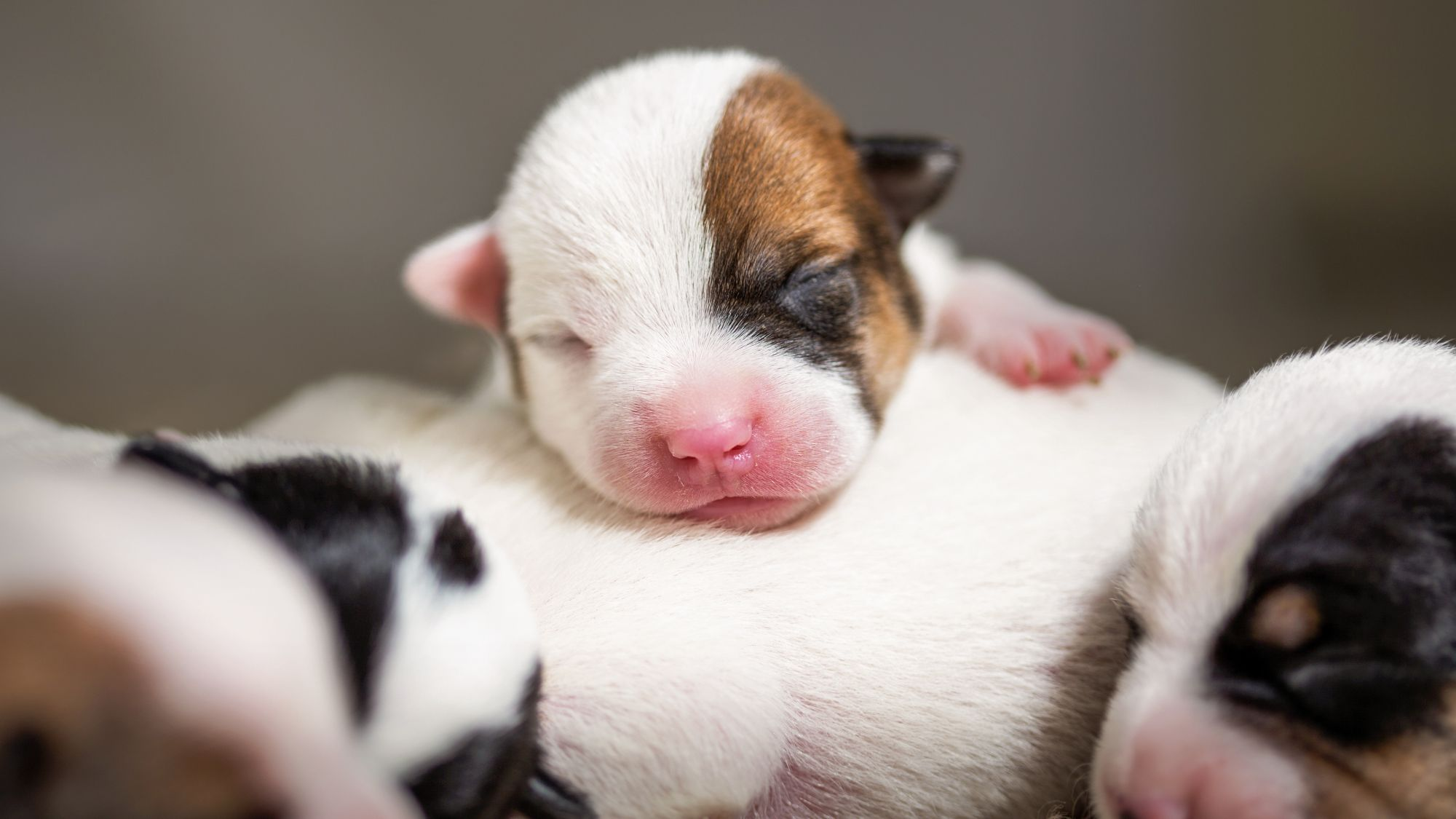 newborn jack russell terrier puppies sleeping together on a soft blanket