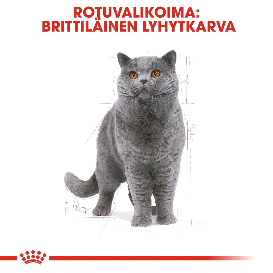 British Shorthair Adult