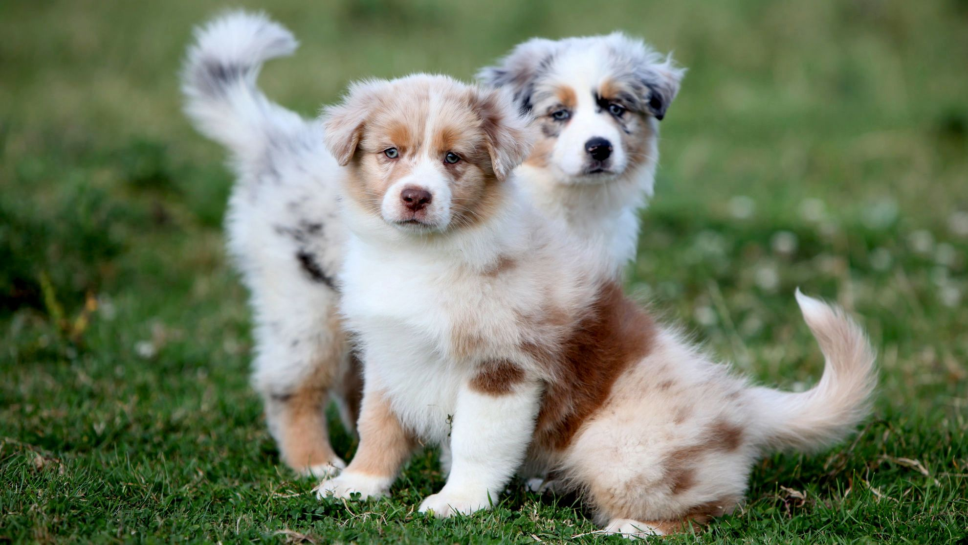 Two Australian Shepherd puppies on grass, one standing, one sitting