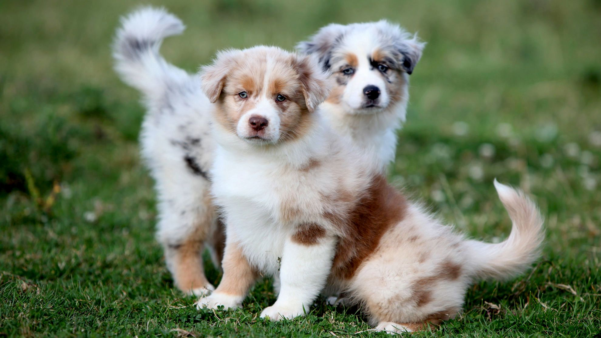 Två australian shepherd-valpar på gräs, en stående, en sittande