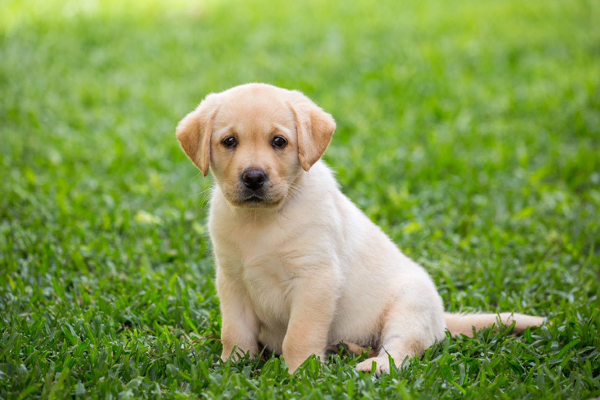 拉不拉多幼犬坐在草地上