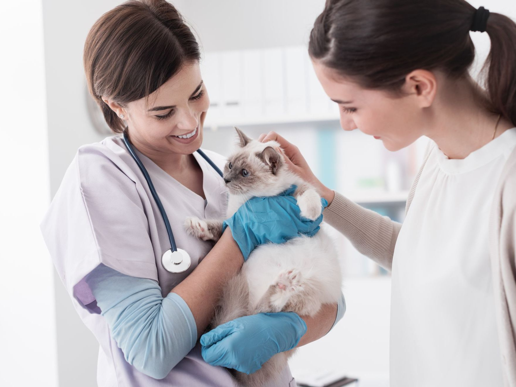 Lächelnder professioneller Tierarzt hält Katze nach Untersuchung