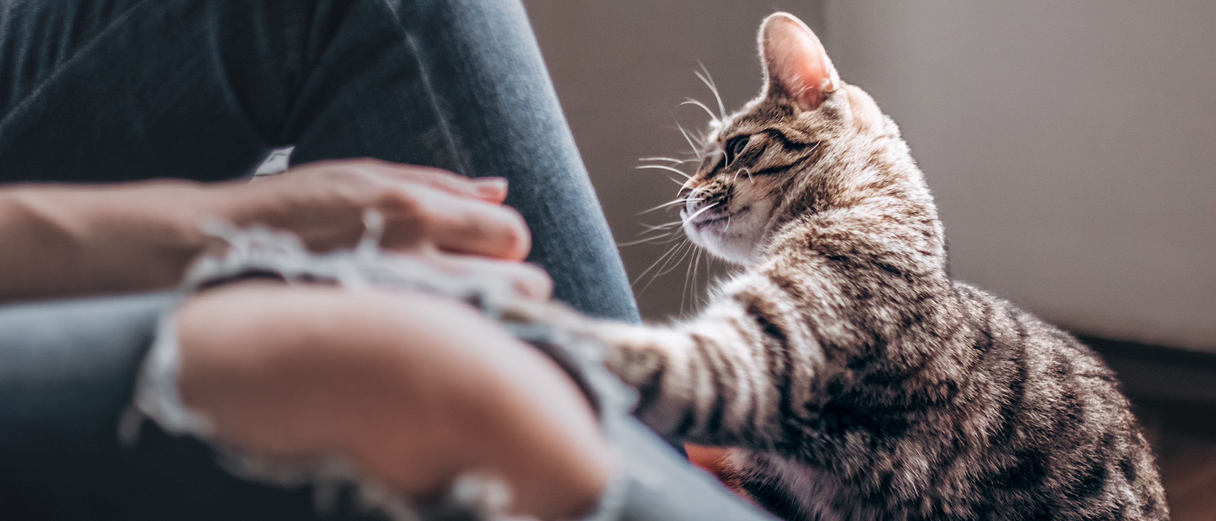 Filhote de gato sentado próximo ao seu tutor brincando com suas mãos.