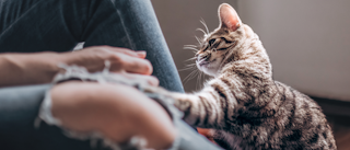 Kitten cat sitting next to its owner playing with their hands.