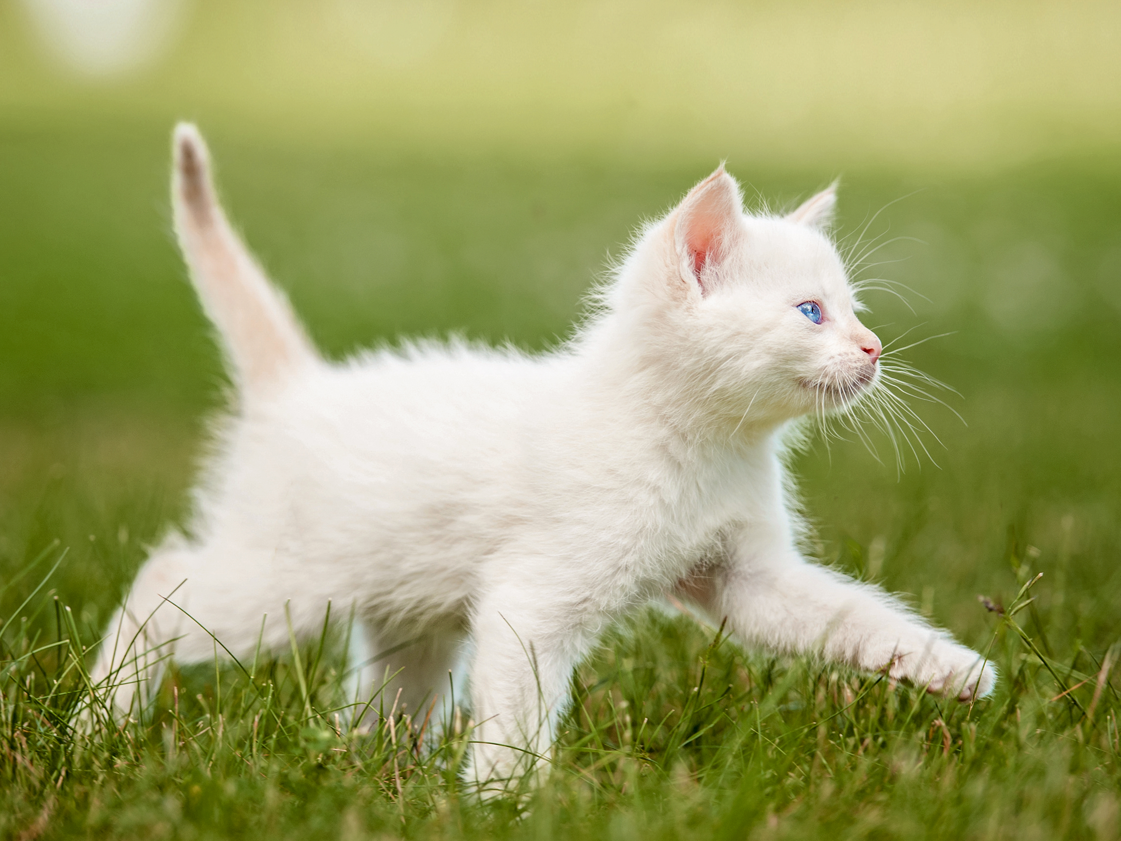Ein weißes Kätzchen trabt mit erhobenen Schwänzchen durch Gras