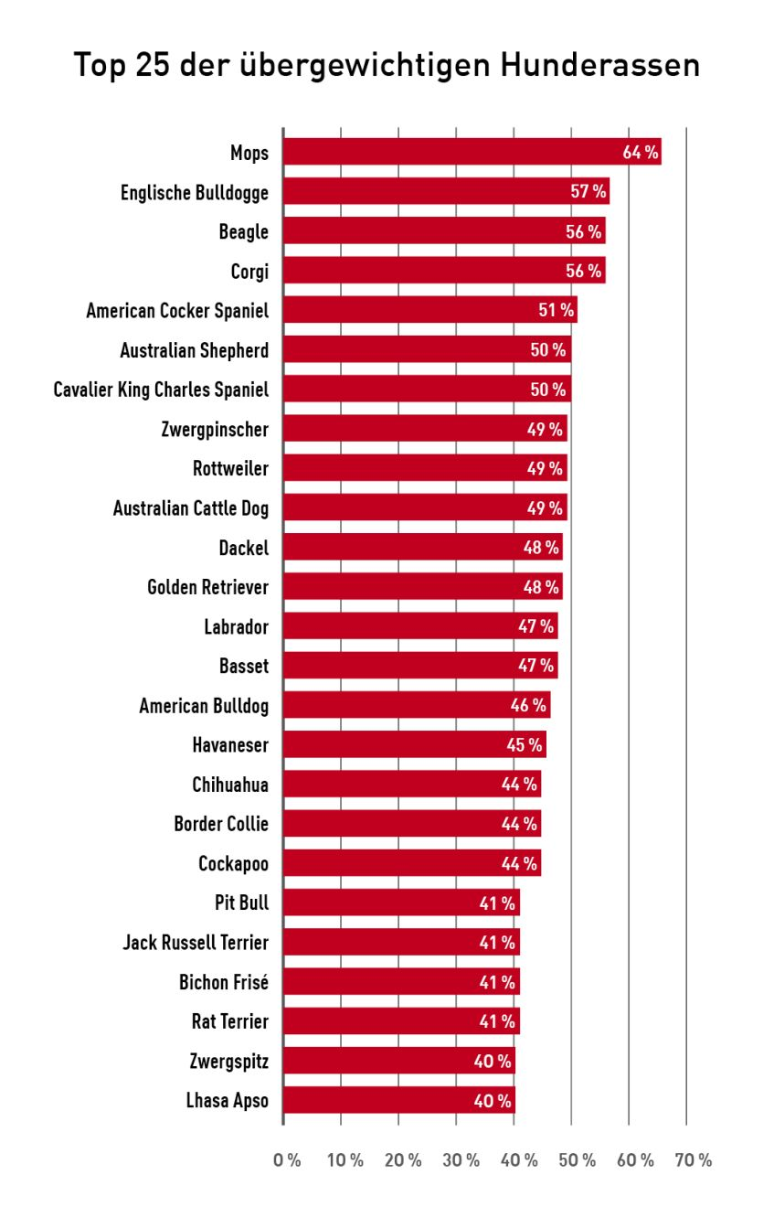 Auch wenn die Prävalenz von Übergewicht mit der Größe der Rasse ansteigt (a), sind kleinere Rassen häufiger betroffen (b), und der Mops steht mit einem Anteil von 64 % übergewichtiger Hunde an der Spitze der Liste