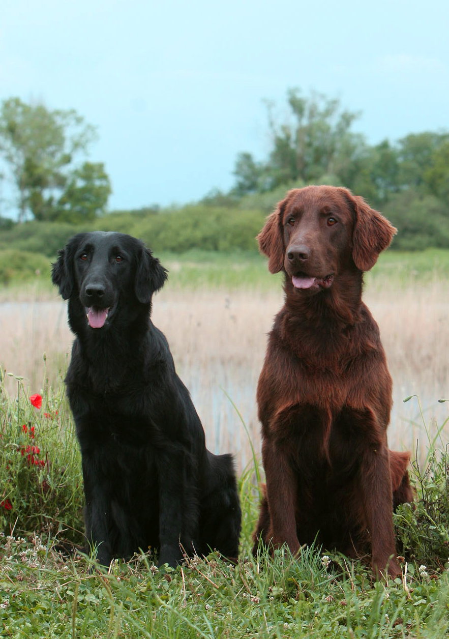 A black and a brown Flat Coated Retriever sat next to each other in grass