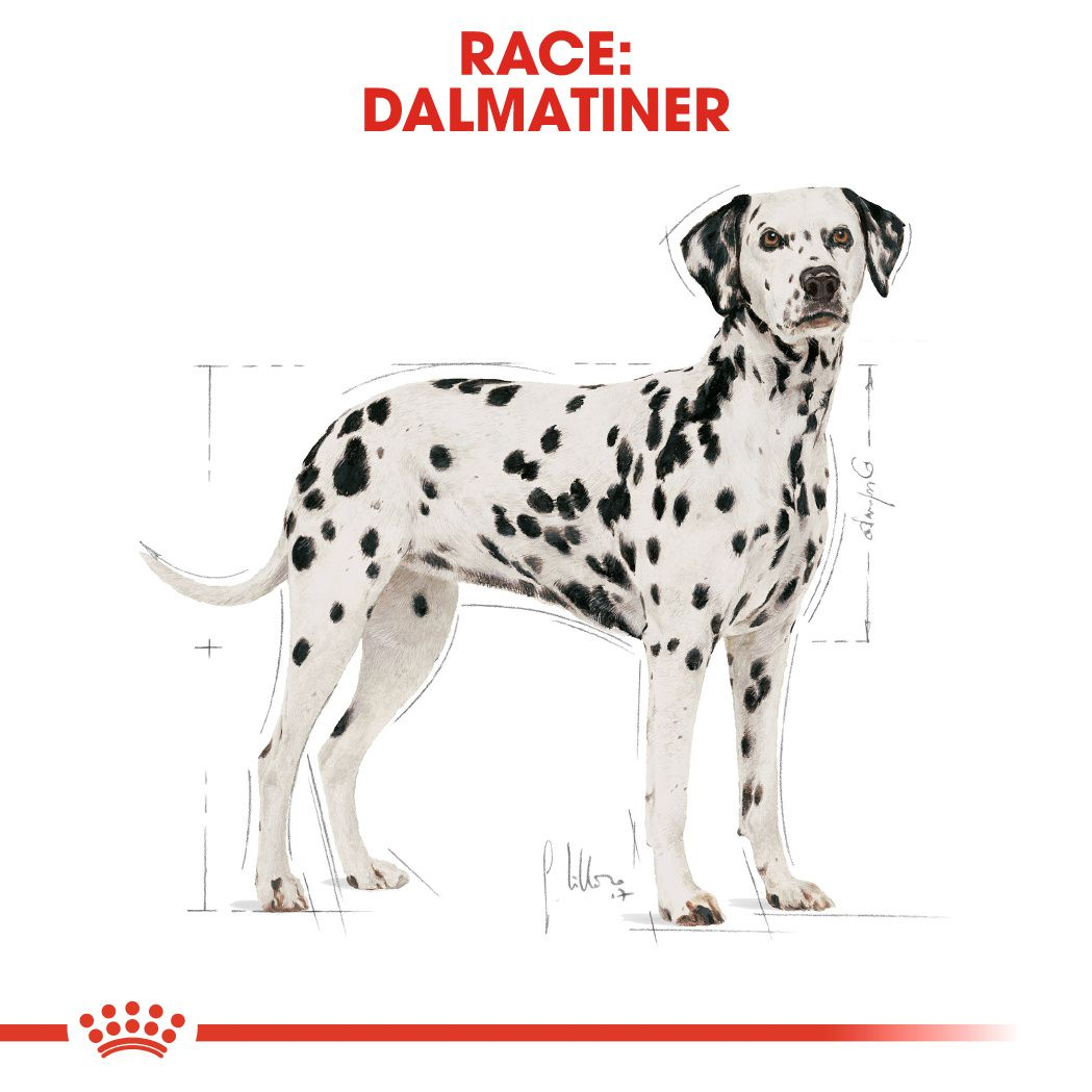 Dalmatian Adult