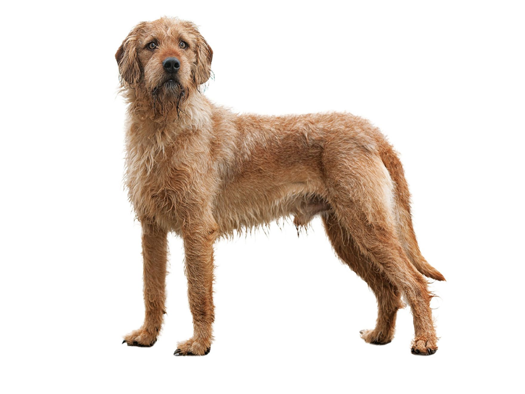 coarse haired styrian hound adult standing