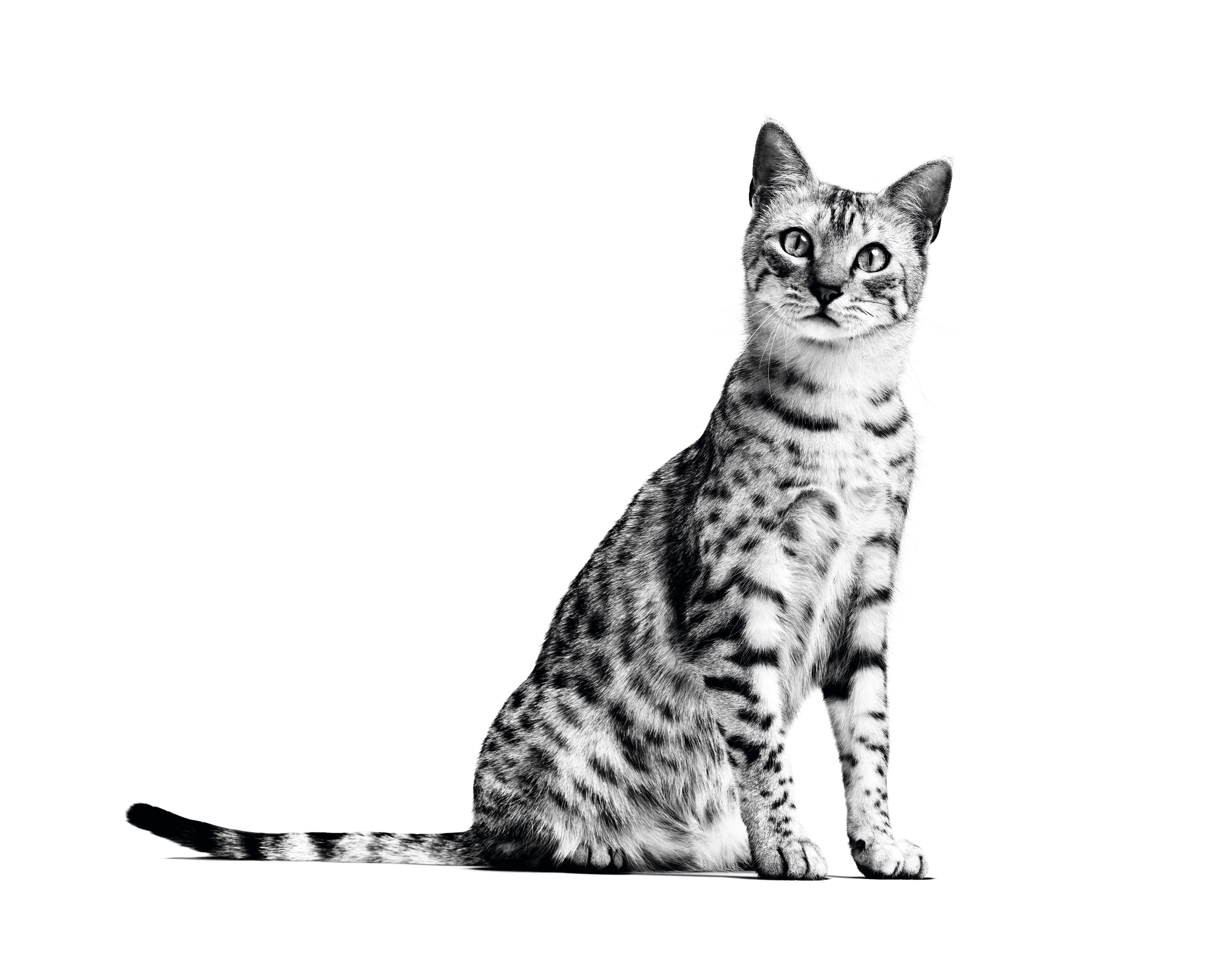 Egyptian mau adult 