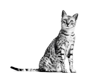 egyptian mau adult fhn indoor emblematic?w=340&auto=compress