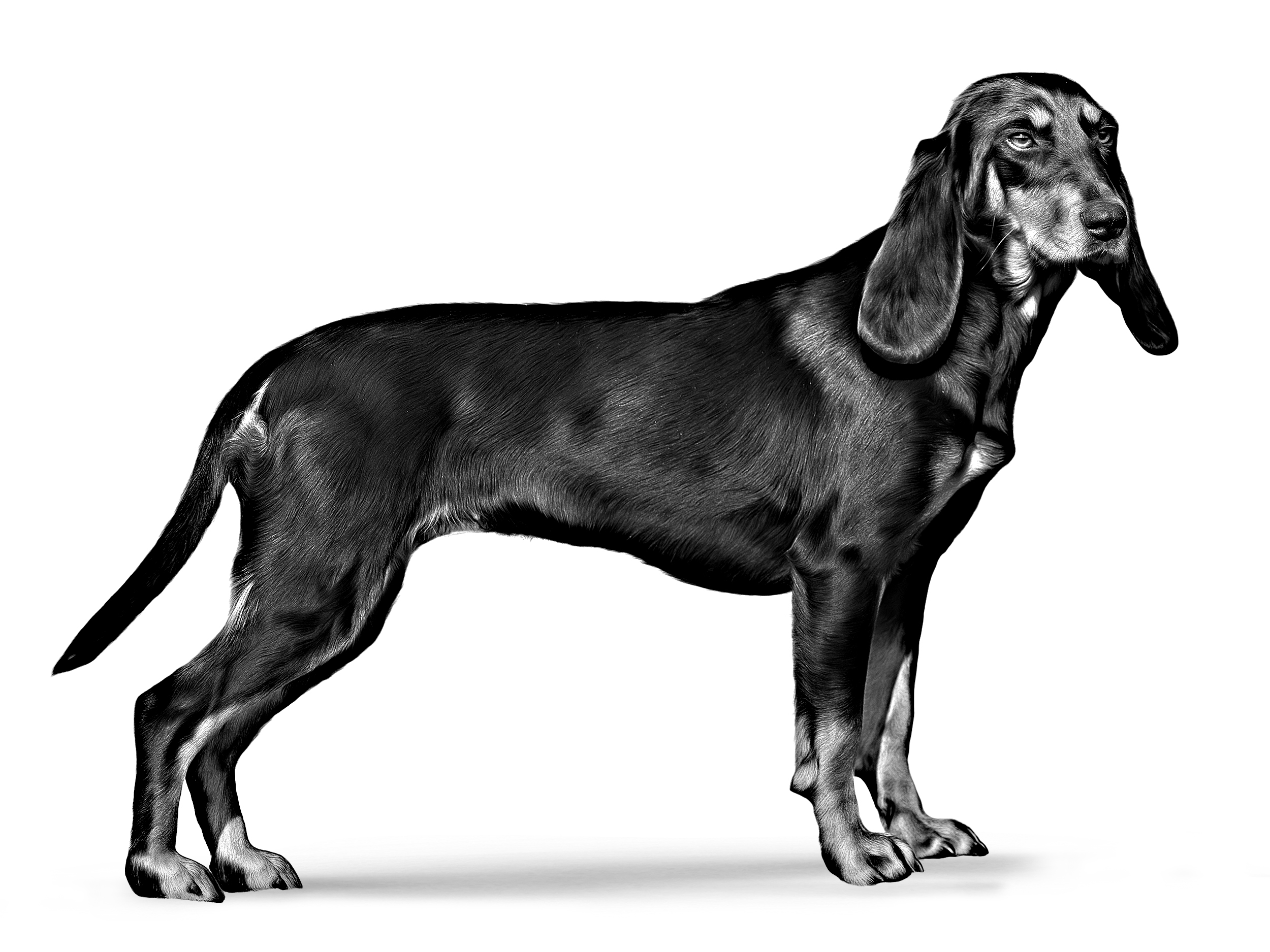 black and white small swiss hound adult 
