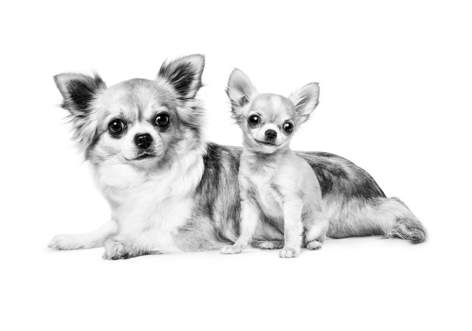 chihuahua adult and puppy