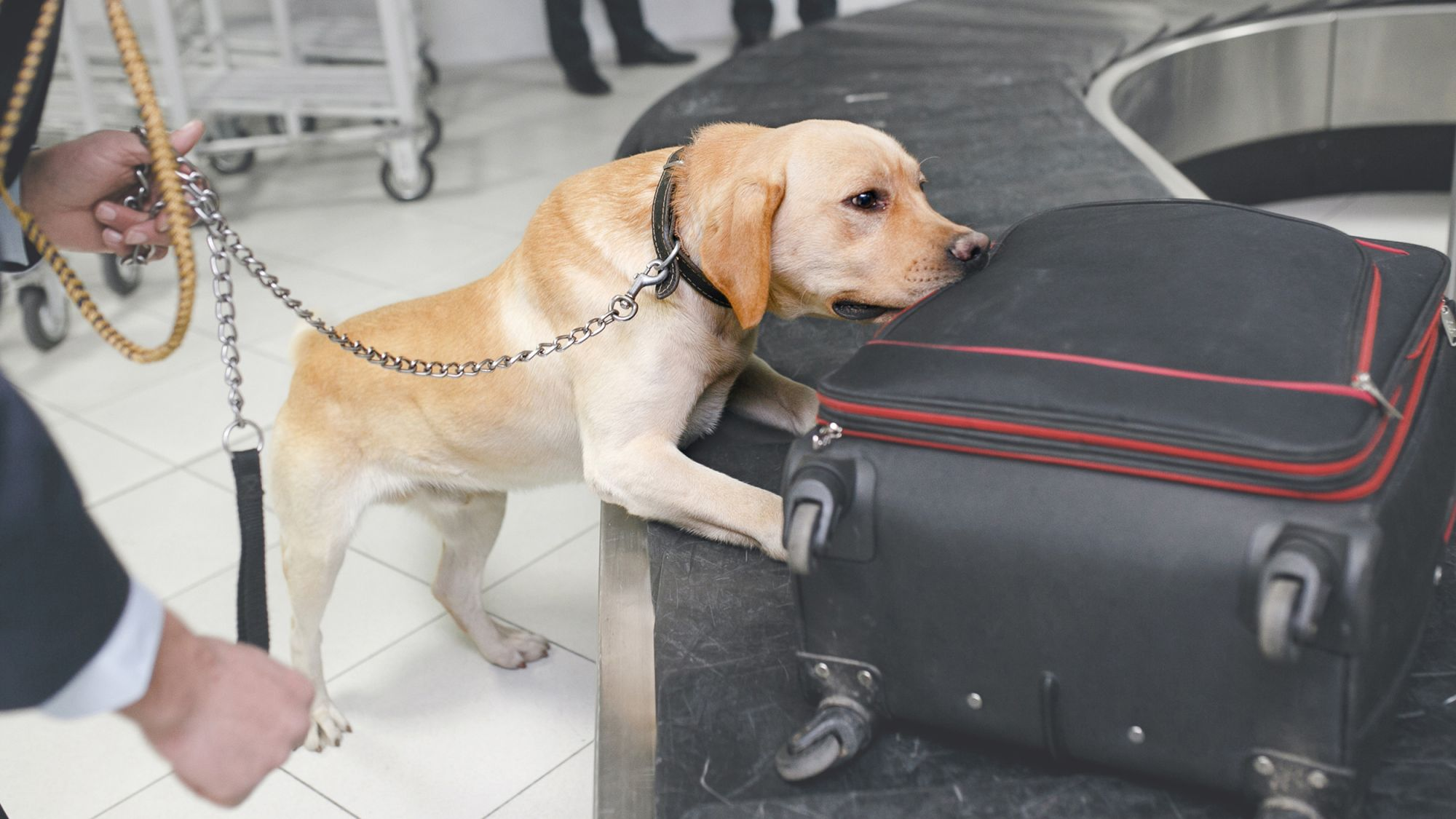 ワーキングドッグを知る Eukanuba