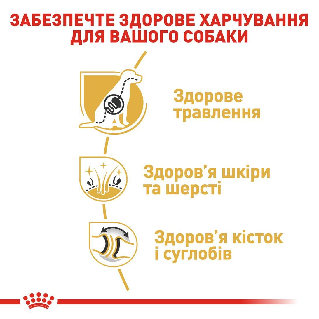 German Shepherd Adult