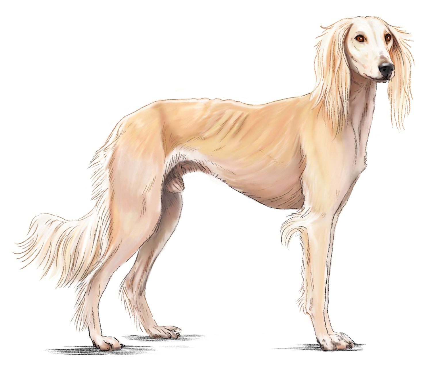 Illustration of beige Saluki