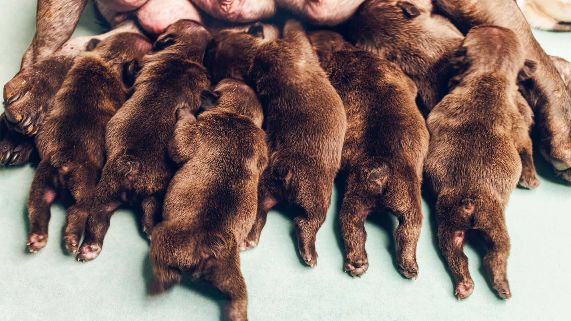 A litter of puppies feeding from their mother