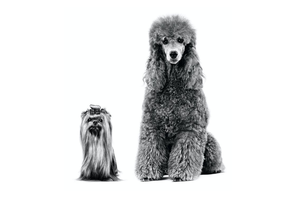 Poodle and Yorkshire Terrier adults sitting in black and white on a white background