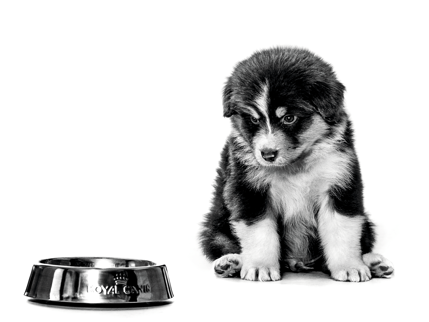 Black and white portrait of Australian Shepherd puppy next to a bowl