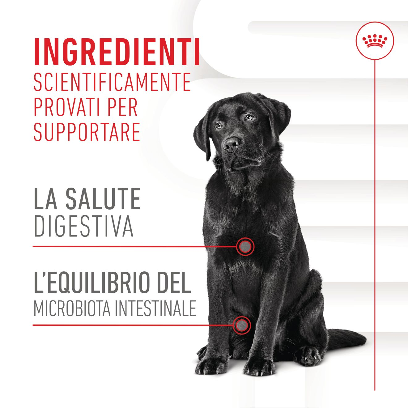 Supplement Digestion chews