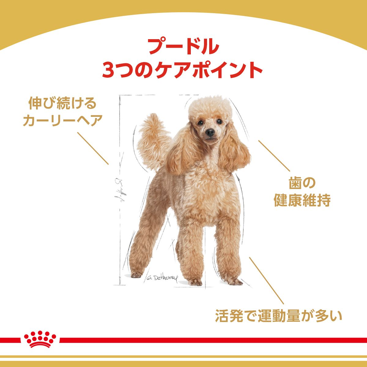 プードル 成犬用