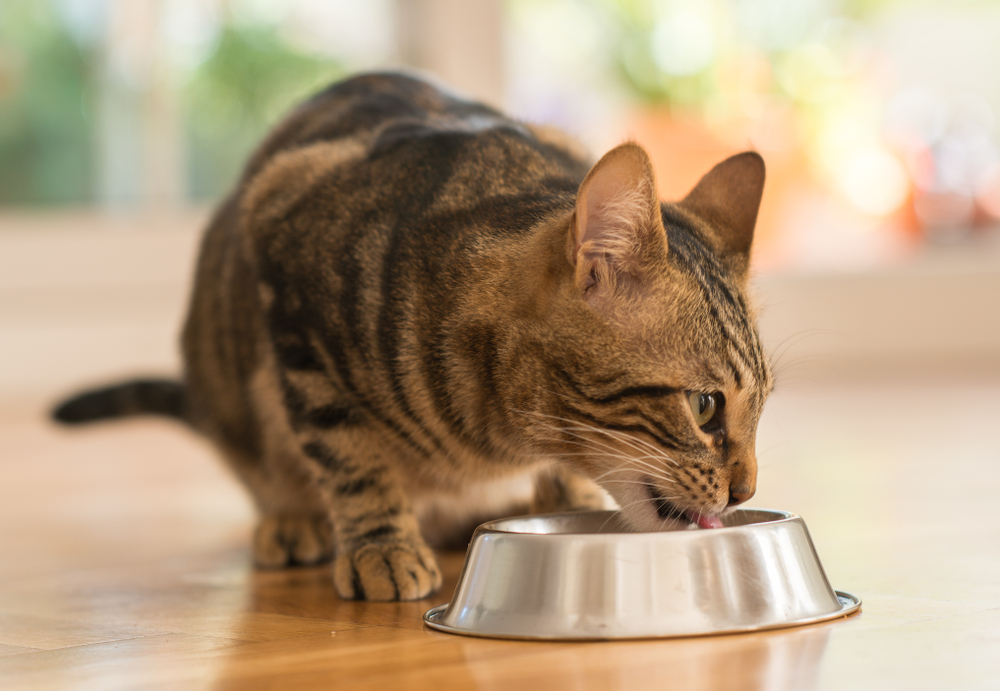 Eine Katze, schräg von vonr aufgenommen, frisst aus einem Metallnapf.