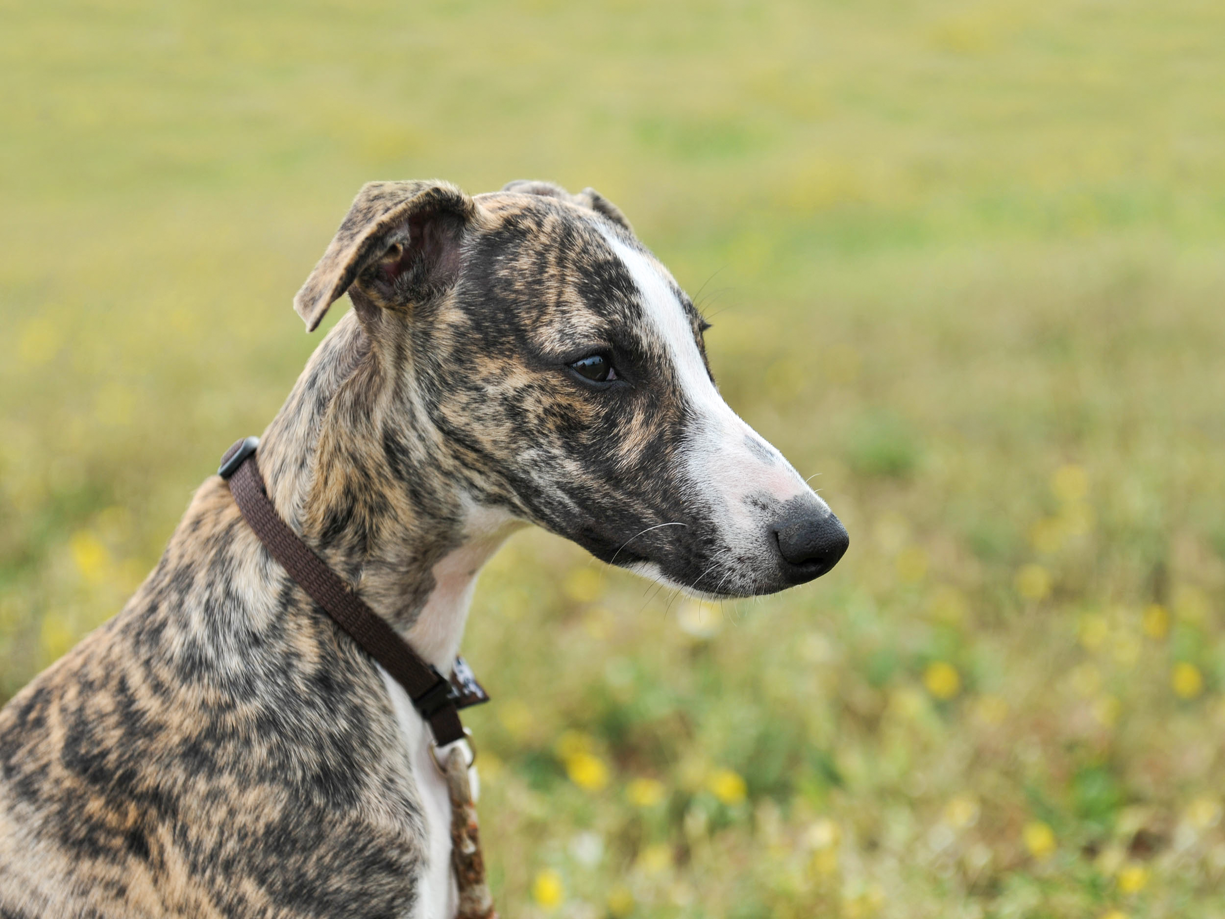 Greyhound adulto sentado ao ar livre na relva