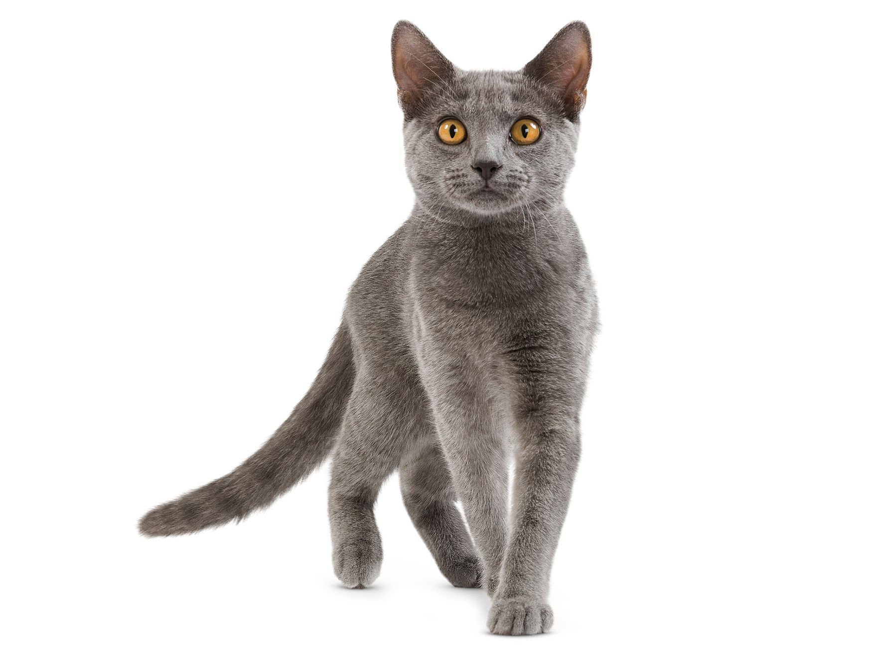 Chartreux adult standing